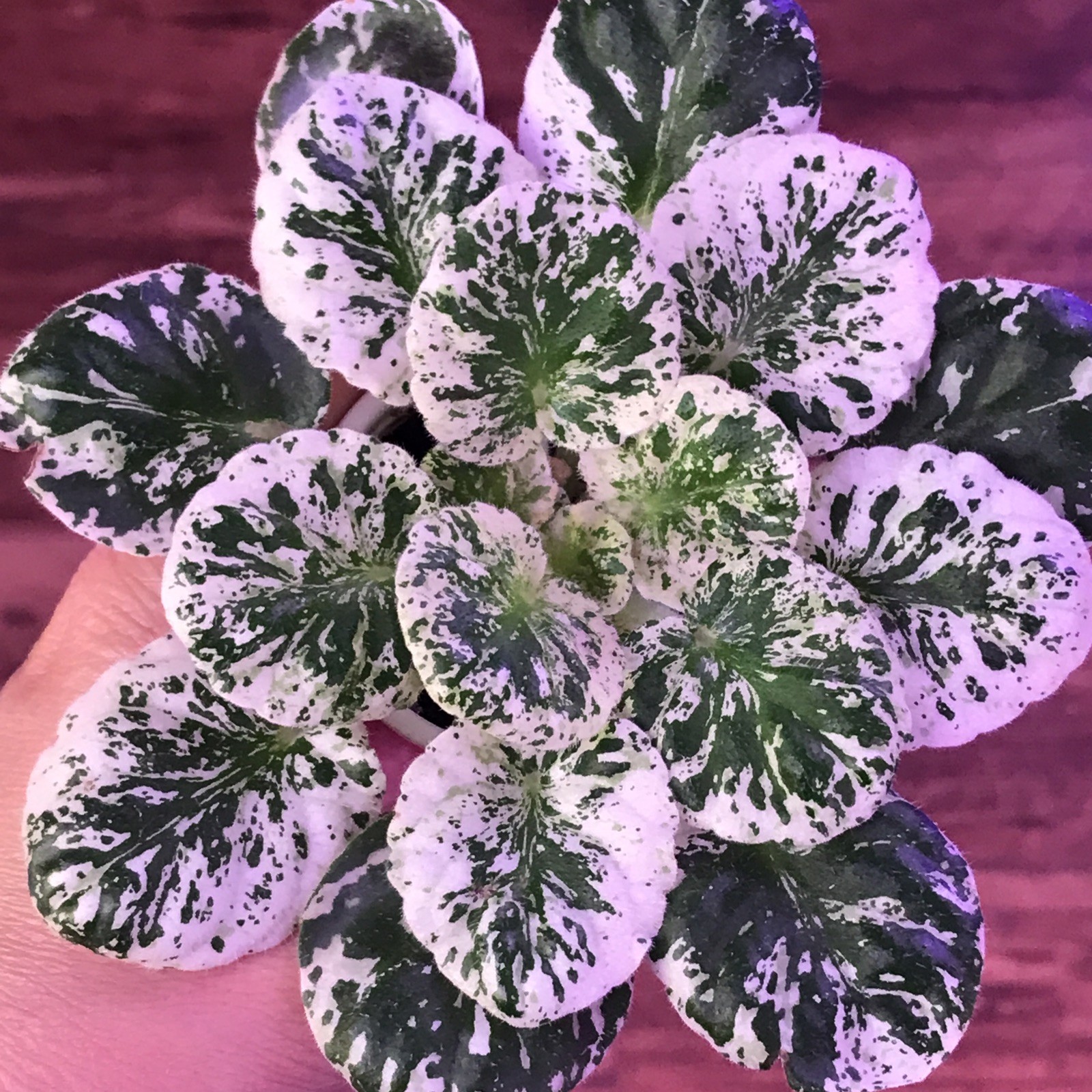 African Violet Watermelon Snow (Standard)