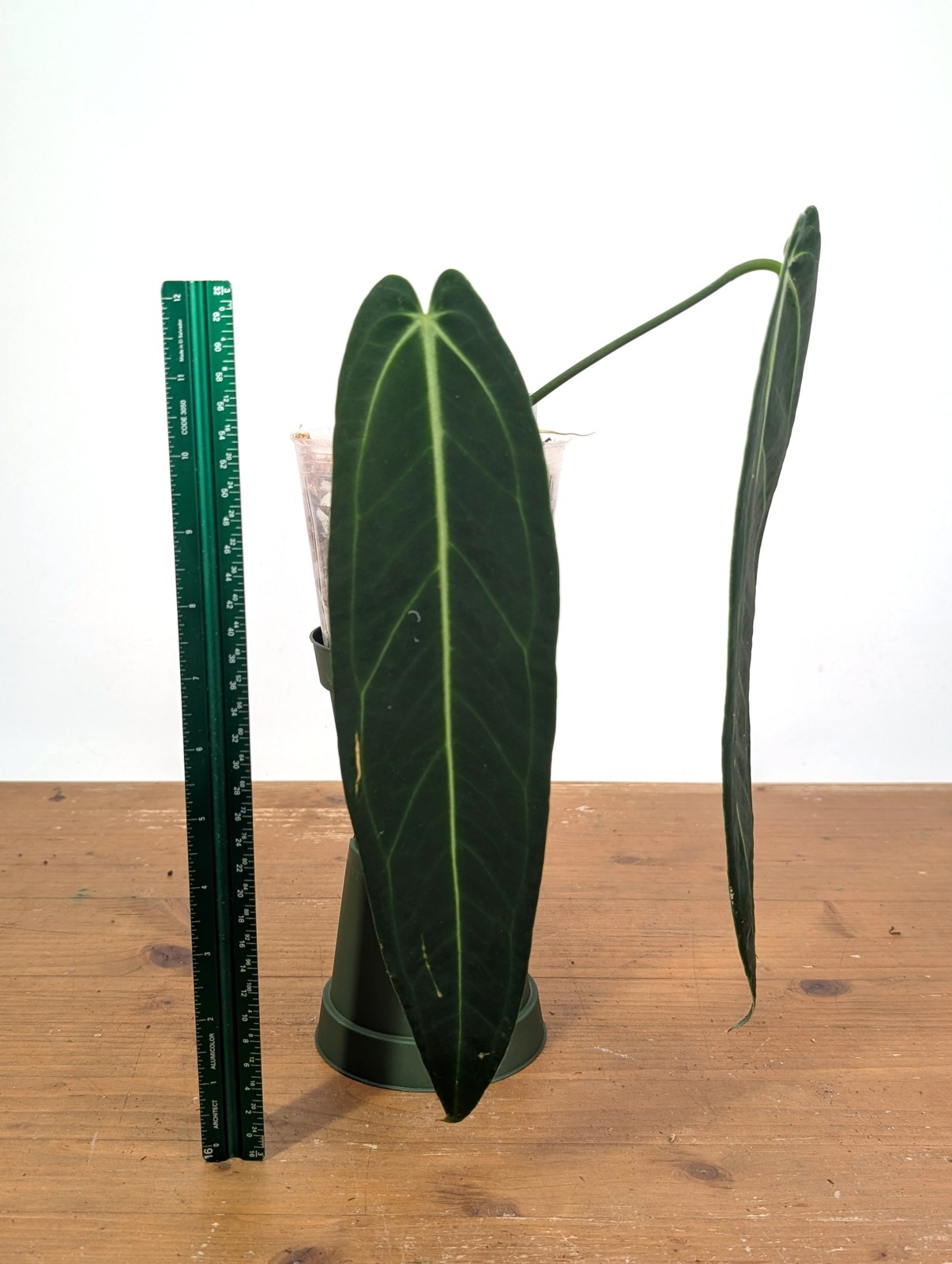 Anthurium Warocqueanum ‘Queen’ – Exact Dark Narrow Plant 4″ Pot (#26B)