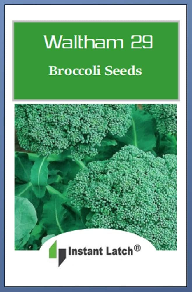 Instant Latch 250 Broccoli Seeds | Non-GMO | Fresh Garden Seeds
