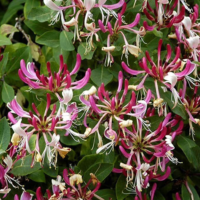 ~Serotina Belgica~Honeysuckle Vine Plant Late Dutch Lonicera~HUMMINGBIRD HEAVEN!