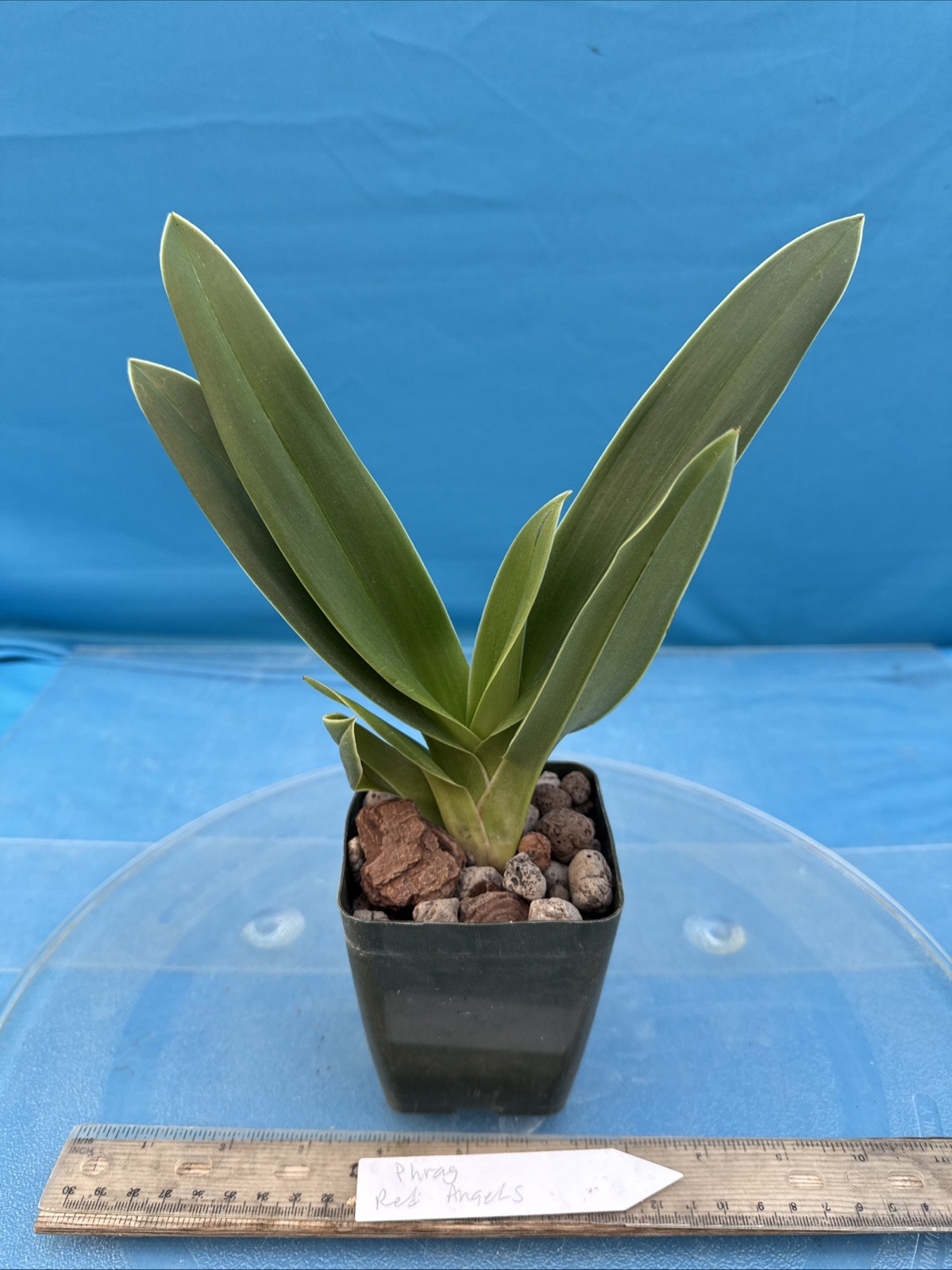 Phragmipedium Red Angels Yellow Orange Orchid Hybrid Fresh Import 4” RePot