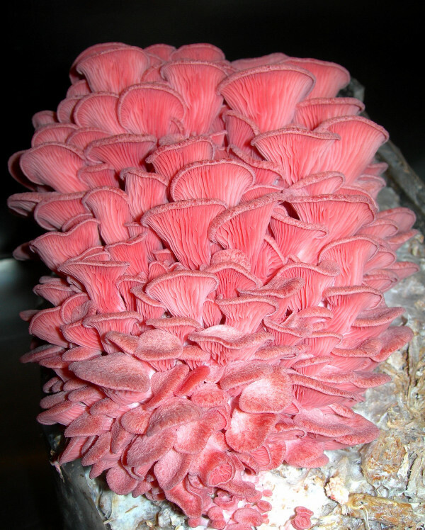 Seeds Mushroom Oyster Pink Rare Mycelium Spawn Dried Spores Organic Ukraine