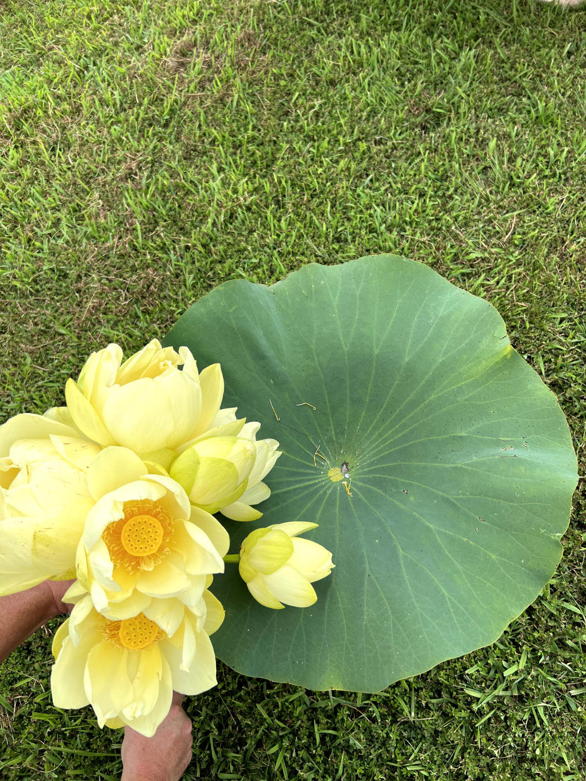 120 Seeds Yellow Lotus Flower Seeds American Water Lily for Pots or Pond