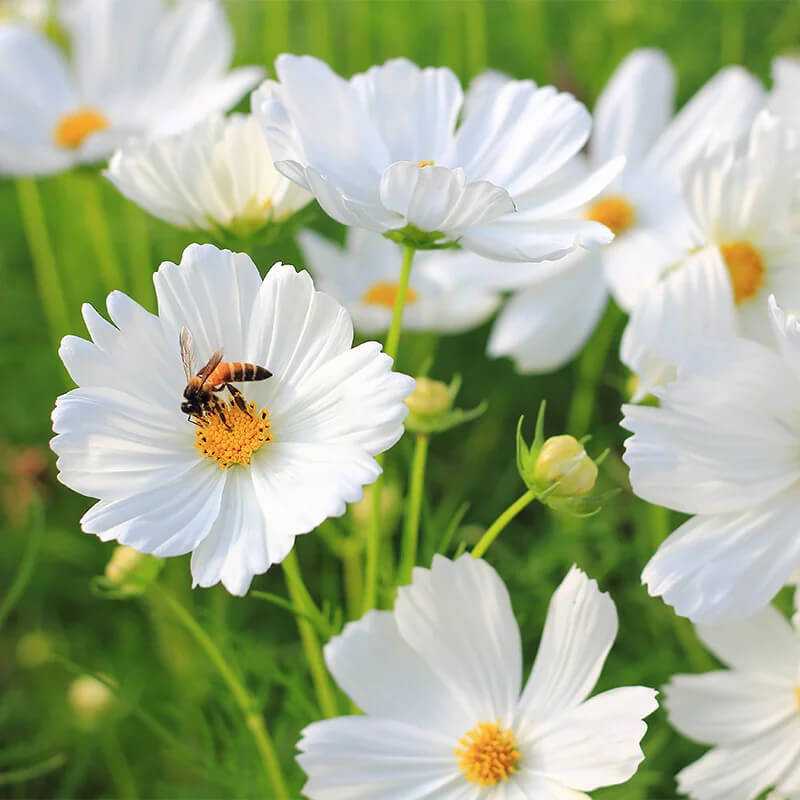 Purity Cosmos Seeds | 50 – 1,000 Seeds | Non-GMO | Free Shipping | 1222