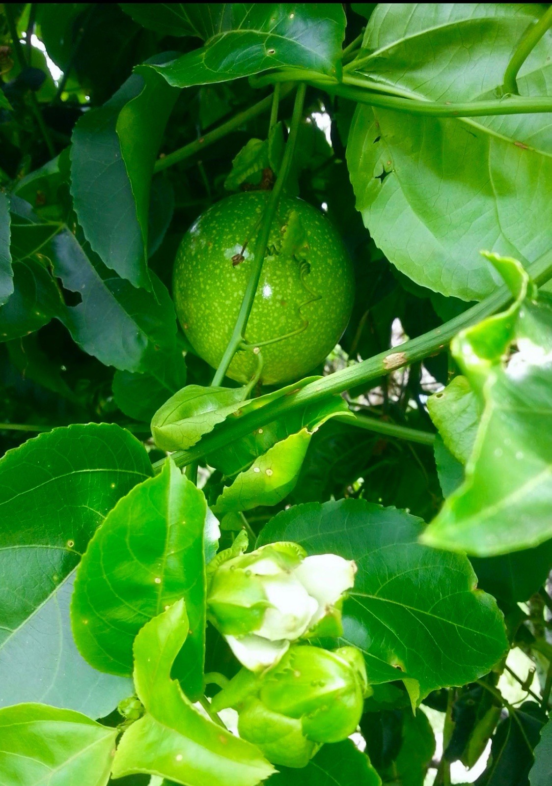 Passion Fruit Maracuya Yellow Parcha Passiflora Edulis 500 semillas