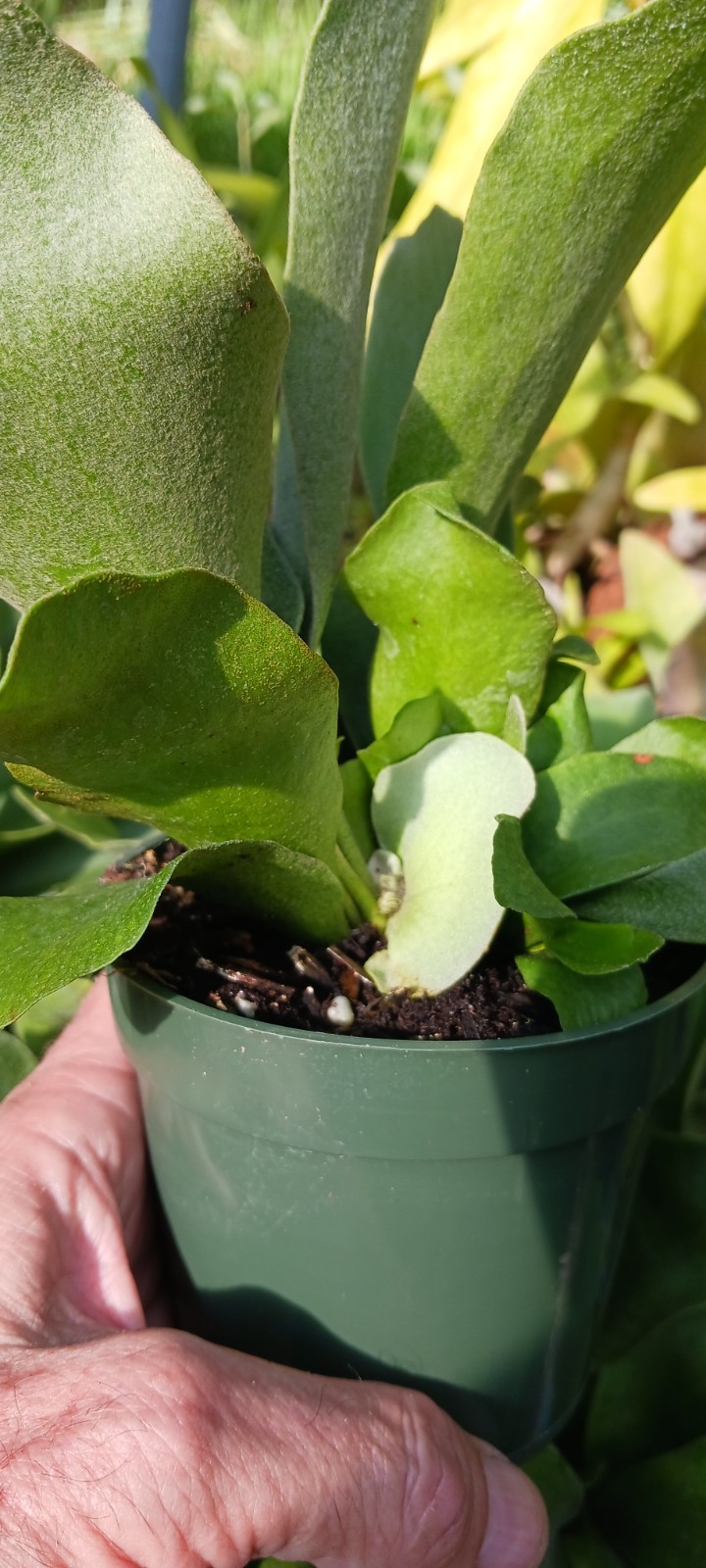 Staghorn Fern Platycerium bifurcatum Netherlands Mad Happenings Tropical Hanging