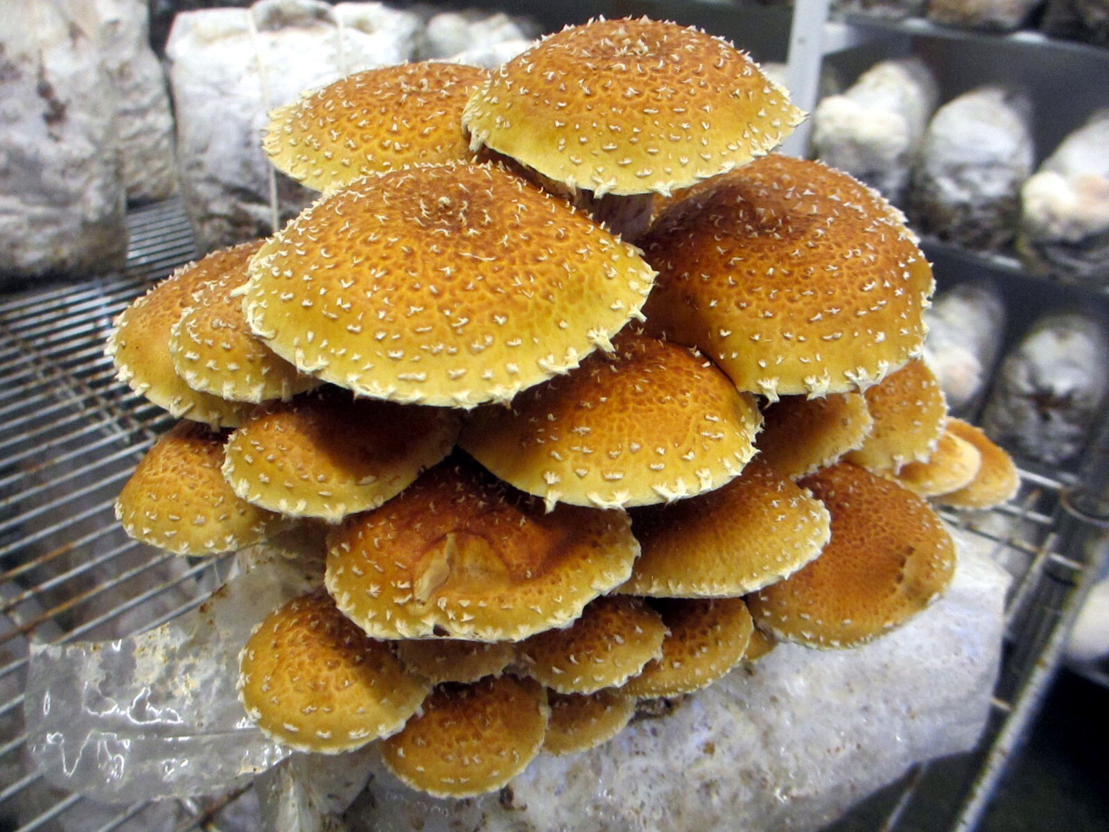TWO Blocks Your Choice Mushroom Kit Multi-Pack!