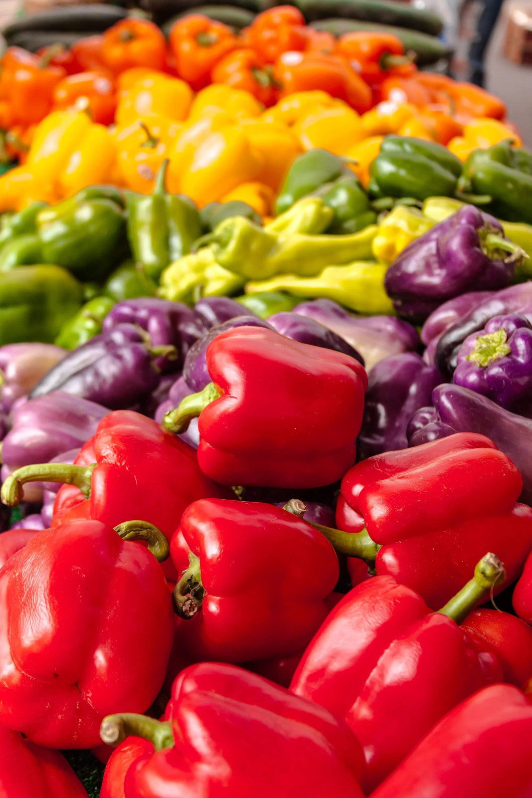 150 RAINBOW BELL PEPPER Sweet Red Green Yellow Orange Purple Brown White Seeds
