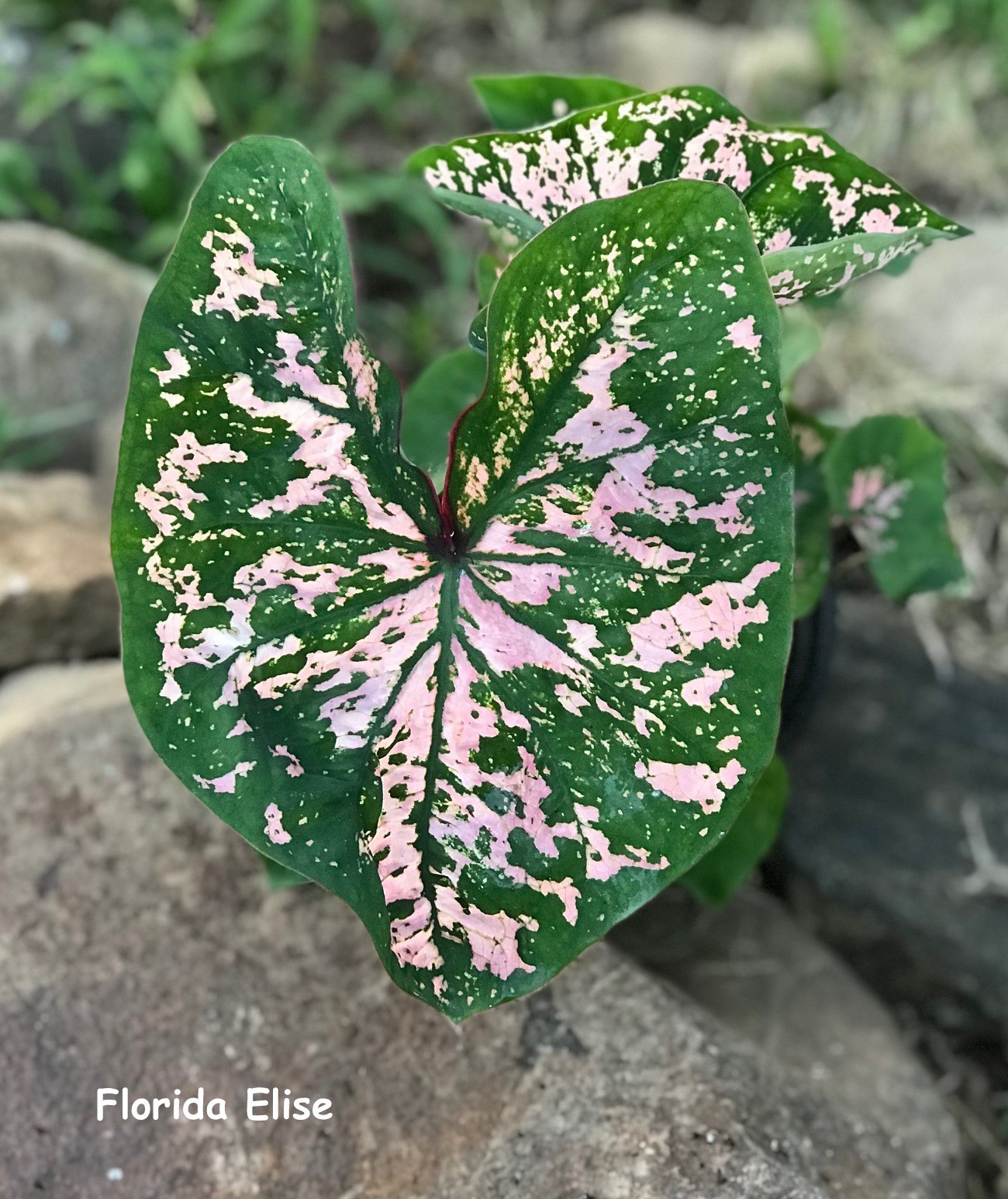 5 Fancy-Leaf CALADIUM Bulbs~FLORIDA ELISE~Green & Pink Speckled Leaves~FREE SHIP