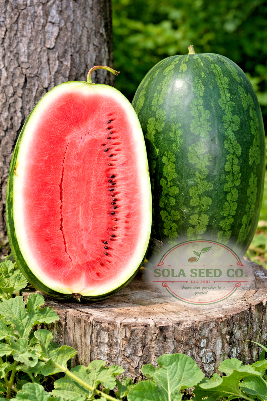 10 Peacock Improved Watermelon Seeds – Heirloom / Open Pollinated/Non GMO-USA