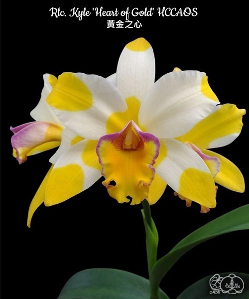 Rhyncholaeliocattleya Kyle ‘Heart of Gold’ HCC/AOS [Bareroot]