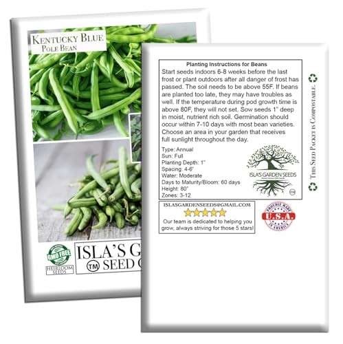 Kentucky Blue Pole Bean Seeds (Phaseolus vulgaris, Tender Climbing Variety) –