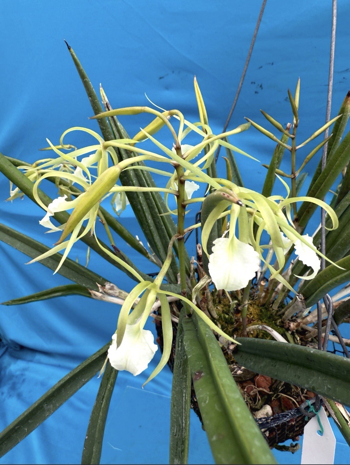 Brassavola cordata Green White Bloom Size Orchid Species 9” Pot + Hanger