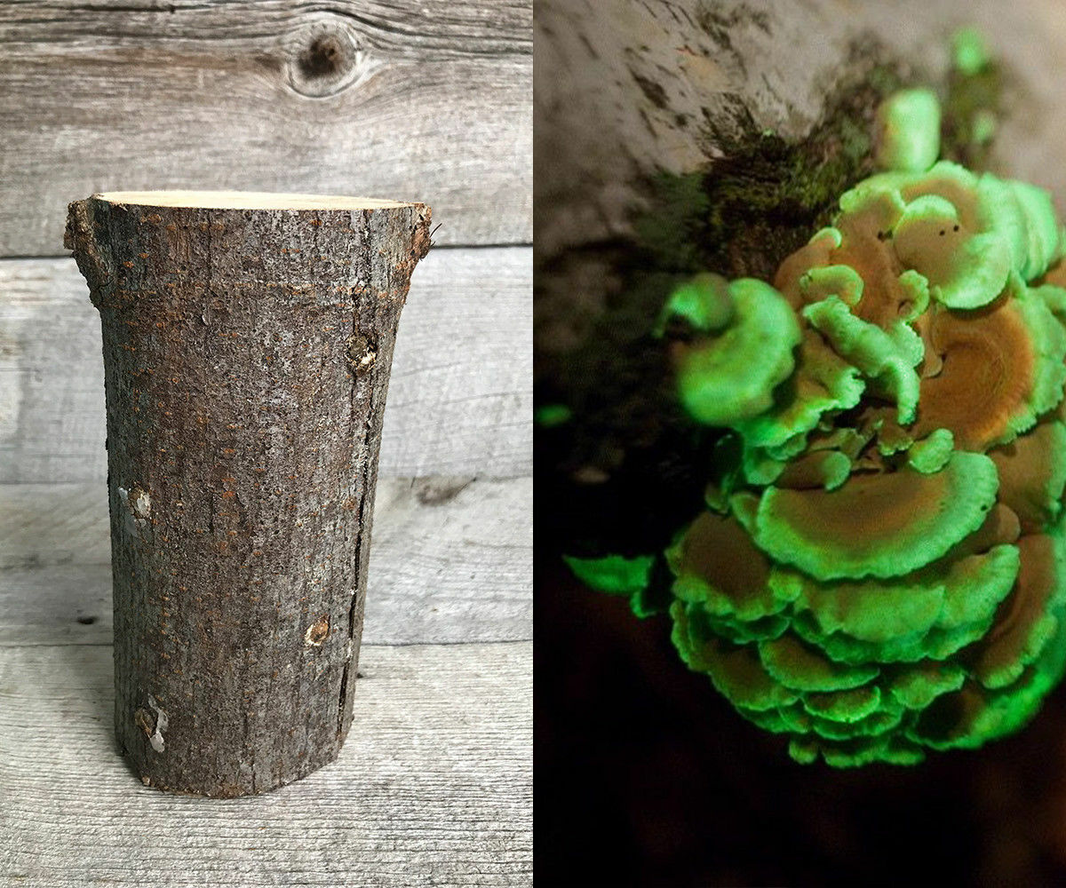 Glow in the dark mushroom Panellus stipticus bioluminescent habitat log (PRE-INO
