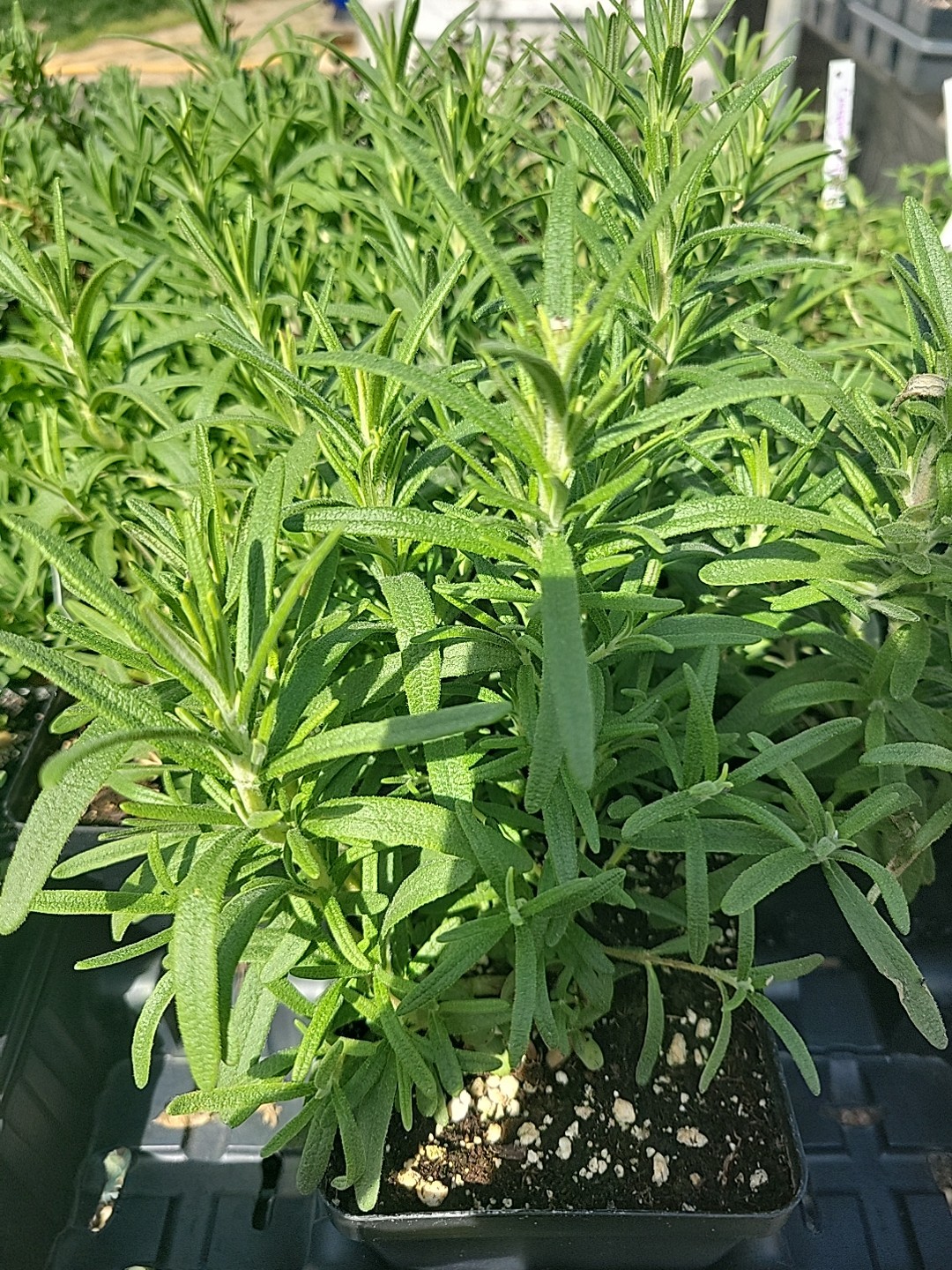 Rosemary, Live Plant, 4″ Square Pot, Culinary, Well Rooted Healthy Plants