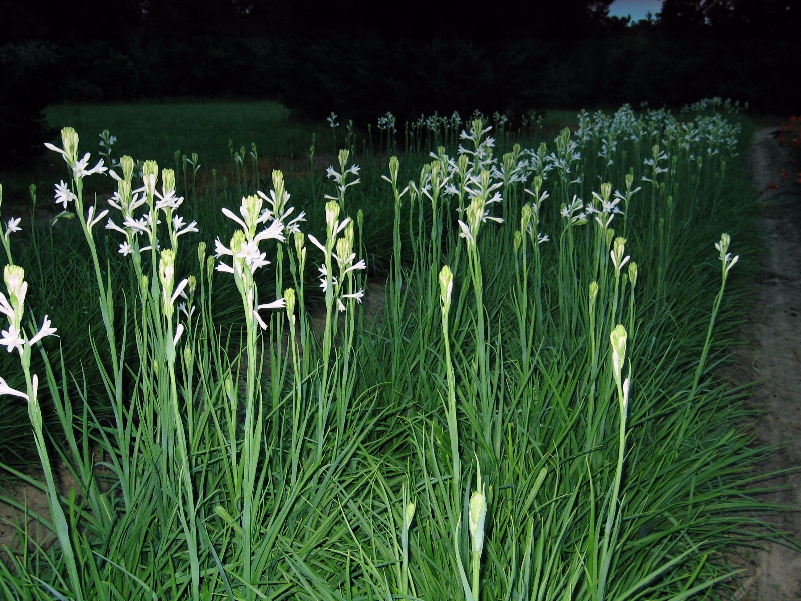 Tuberose single Mexican 10 bloom size bulbs FREGRANT – Polianthus