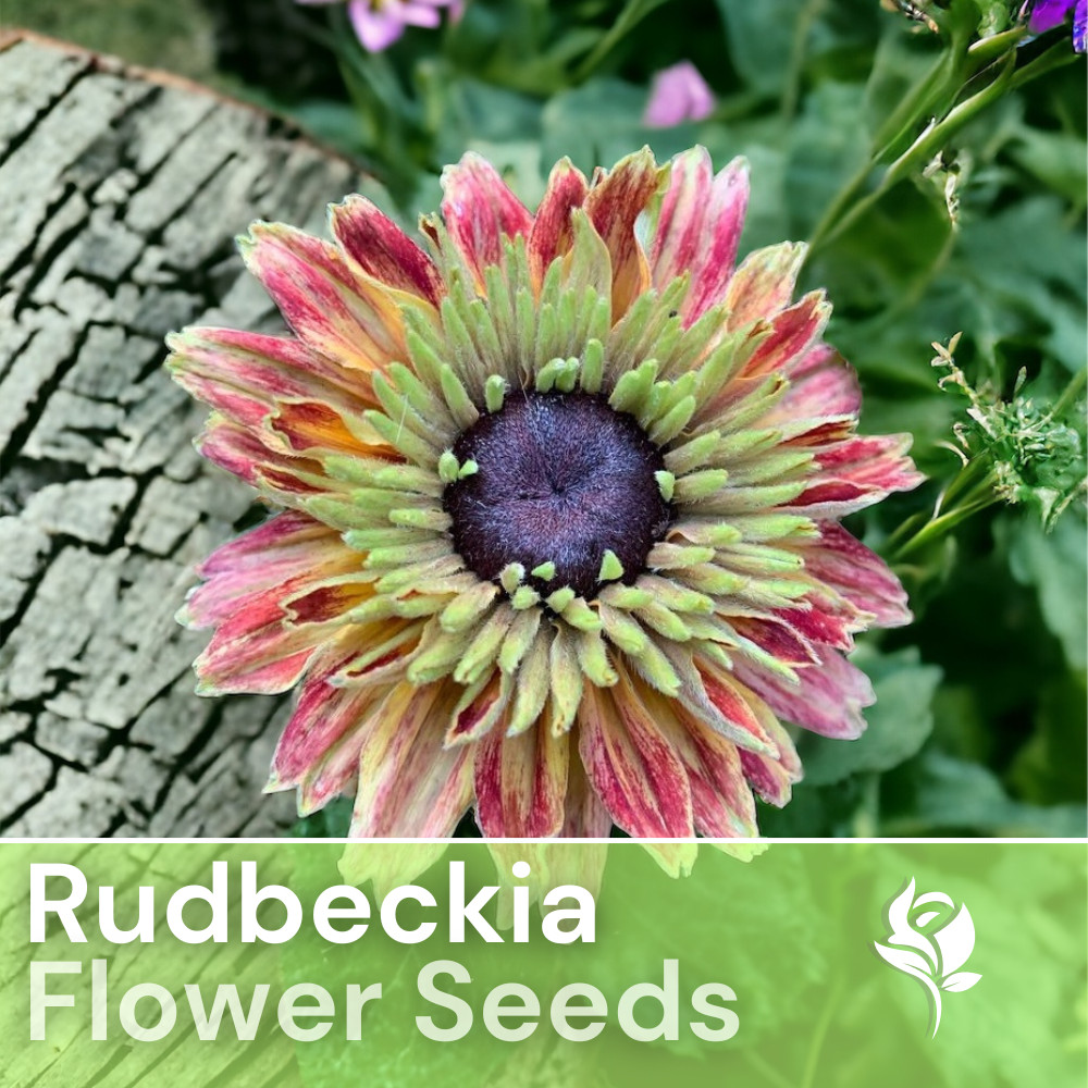 Sahara Starlight Rudbeckia Seeds 125+ Seeds Annual Flower Seeds Garden