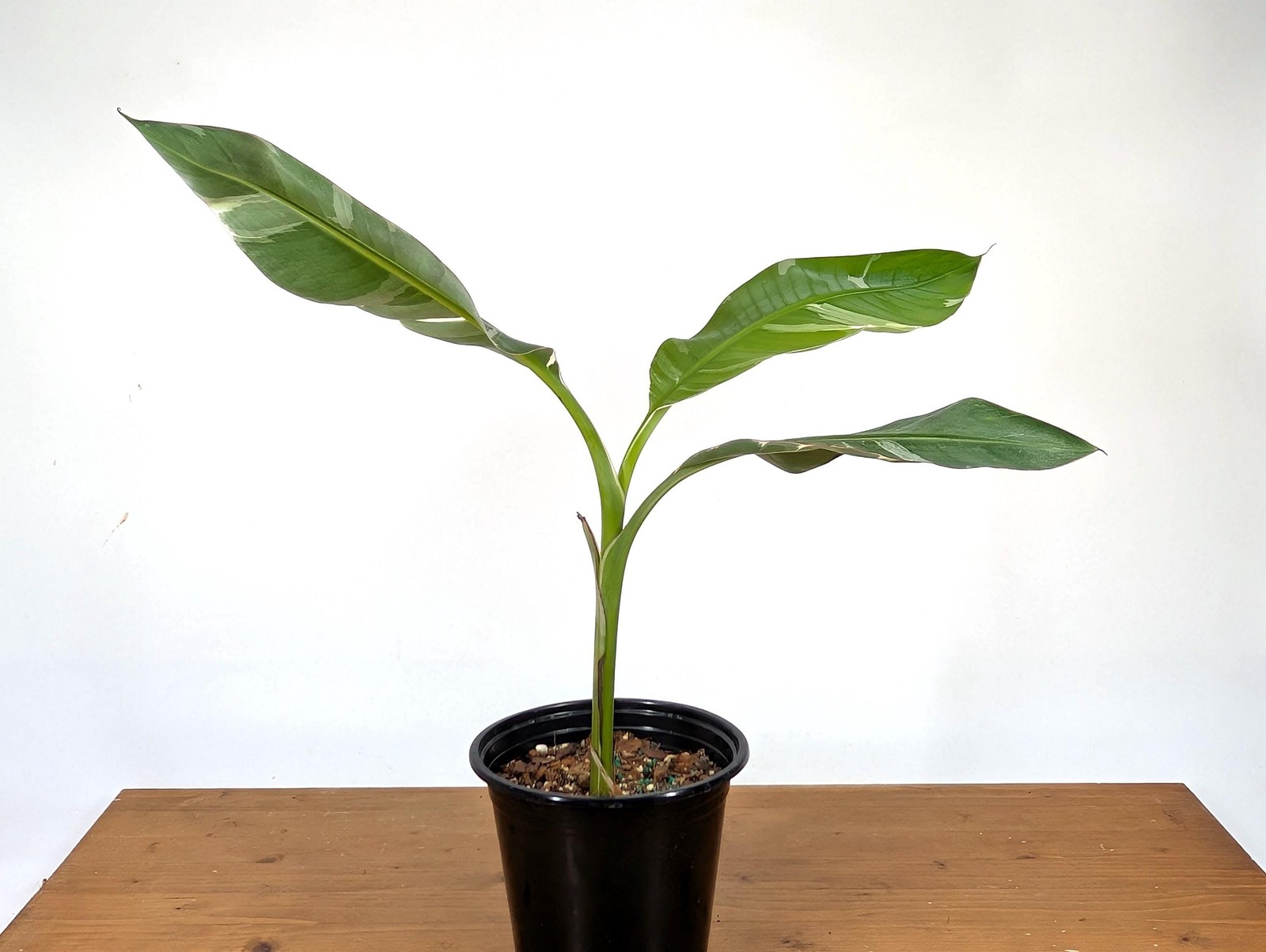 Variegated Banana Musa Florida – Grows Edible Fruit – Variegated Bananas! Can