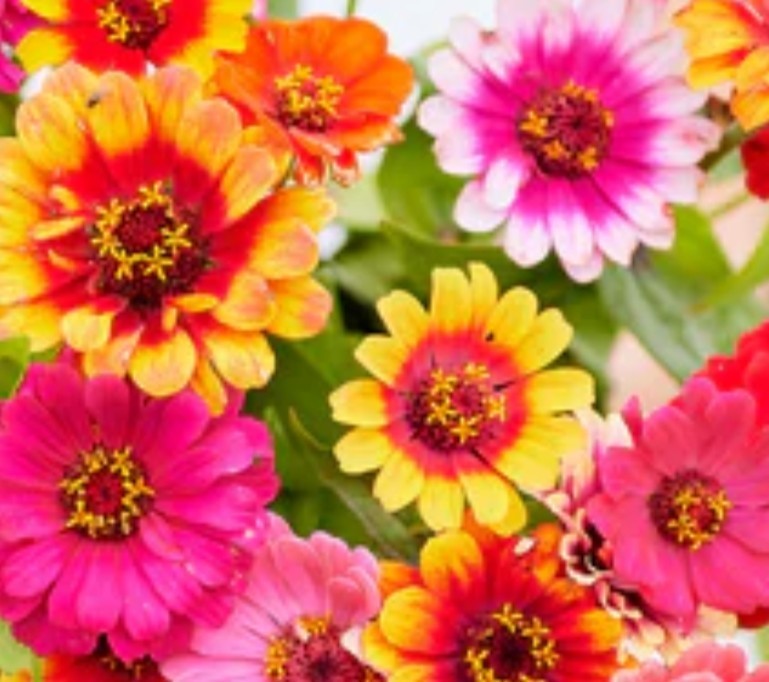 100+ Carrousel Zinnia Mix Seeds **Fresh Seeds** ~~Free Shipping~~