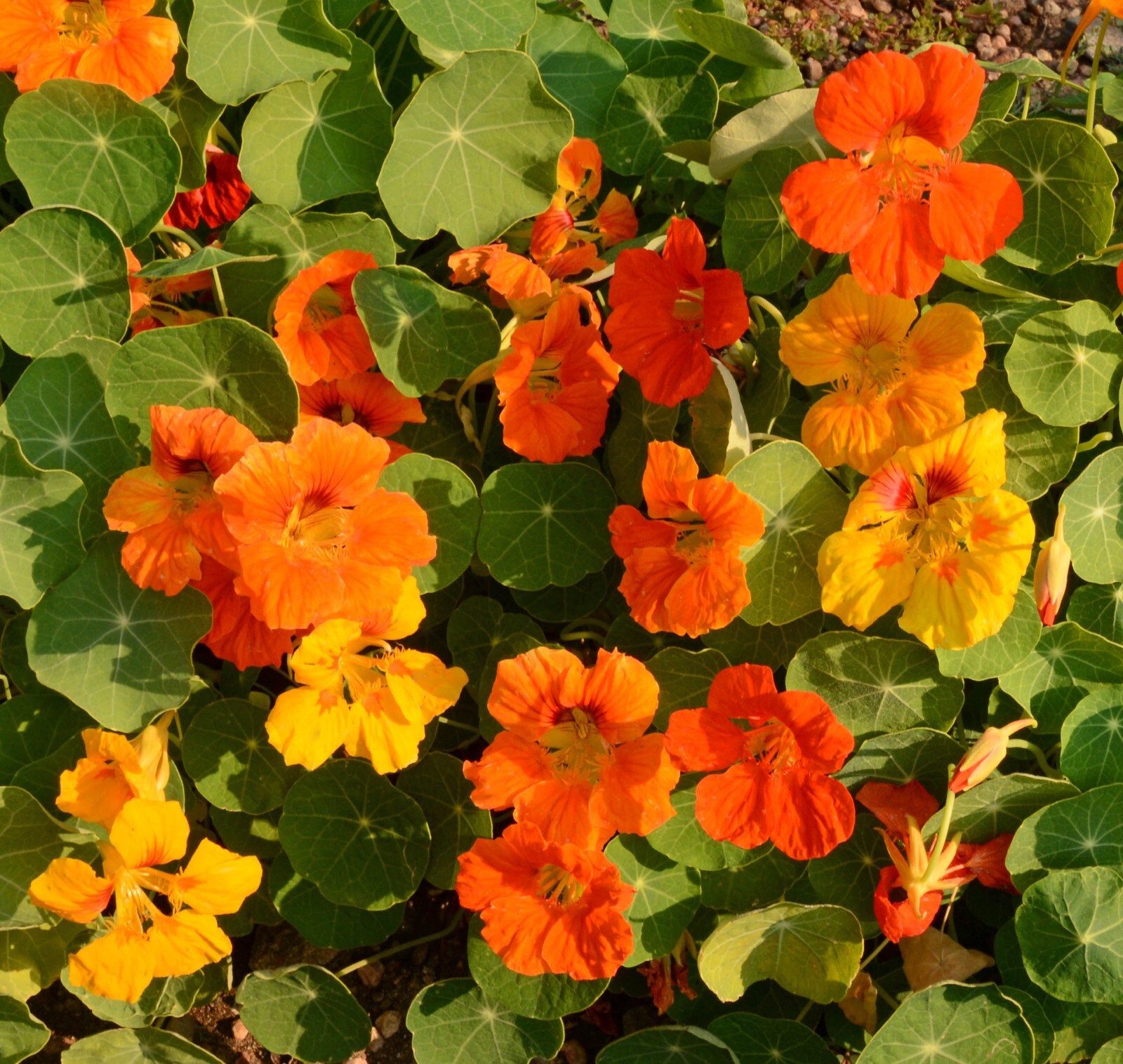 Nasturtium – Jewel Mix, 50 Seeds Per Packet, Non-GMO
