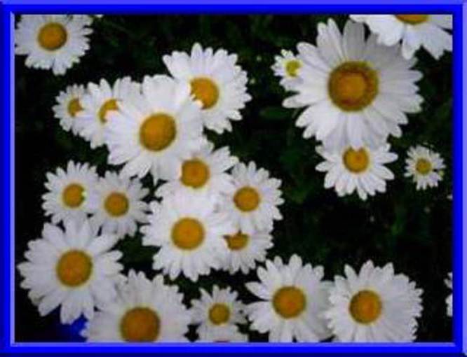 Beautiful Shasta Daisy! Perennial – 25 Seeds! Very Easy to Grow! Comb. S/H!