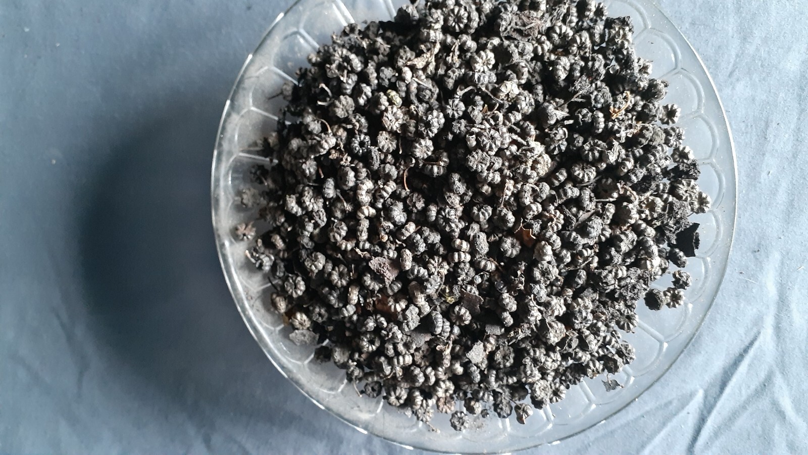 Poke Weed Seeds Dry 50/ $6,95 , Free Shipp