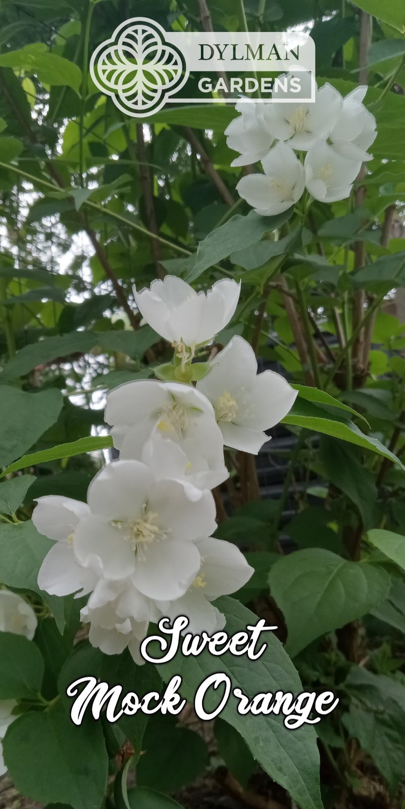 Sweet Mock Orange (Philadelphus coronarius) Fragrant Mockorange – Multiple Sizes