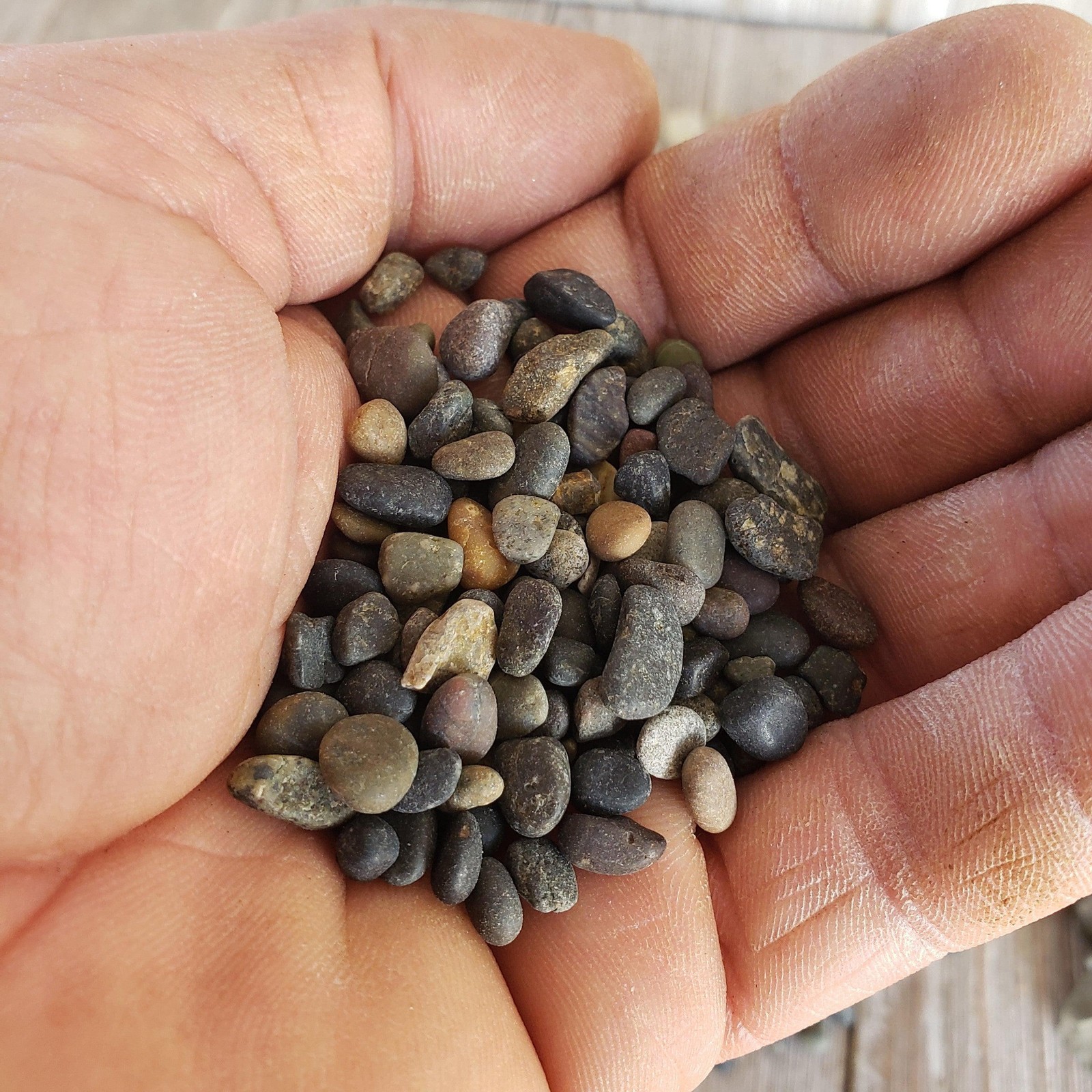 1 Lb 1/4 Black Criva River Rock Cactus and Succulent Top Soil Dressing cactus Ca