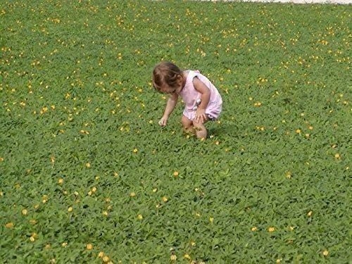 Ornamental Peanut Grass – 20 Live Fully Rooted Plants – Arachis Glabrata