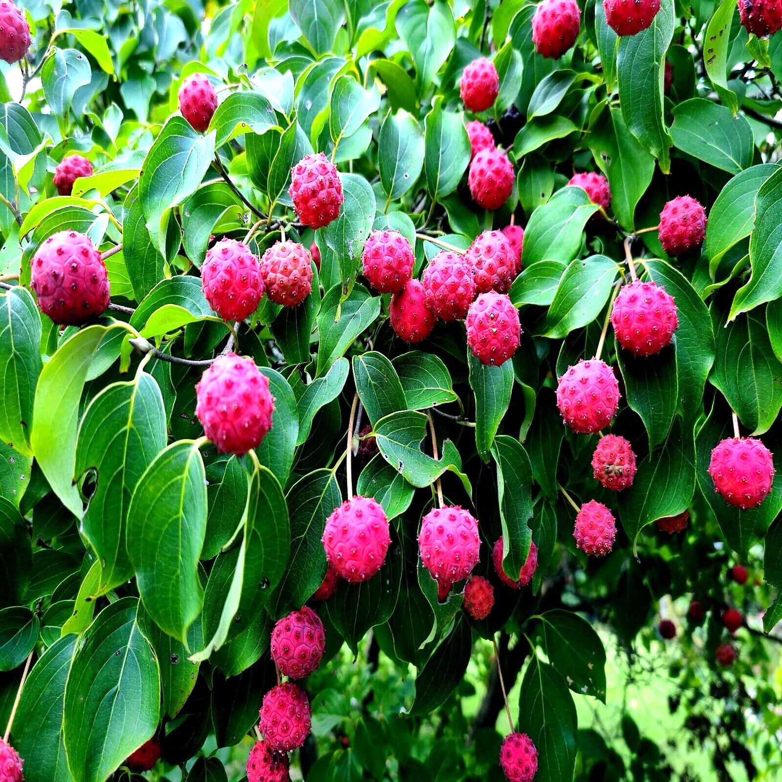 KOUSA DOGWOOD TREE SEEDS Chinese Milky Way Hardy-5 White Flower Red Fruit Plant