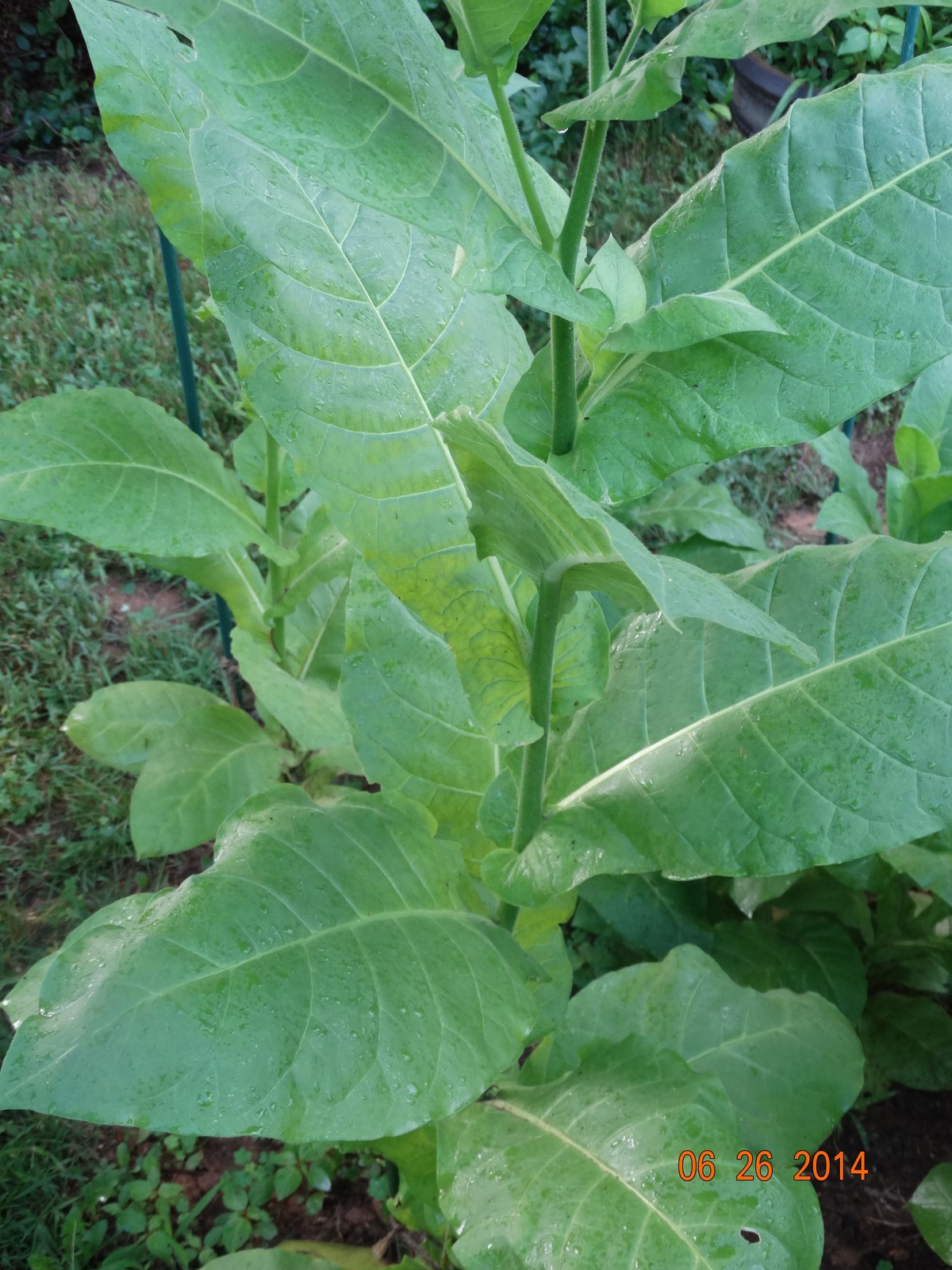HEIRLOOM RARE TURKISH AROMATIC YENIDJE TOBACCO OVER 1000+ SEEDS Fresh 2022 Crop