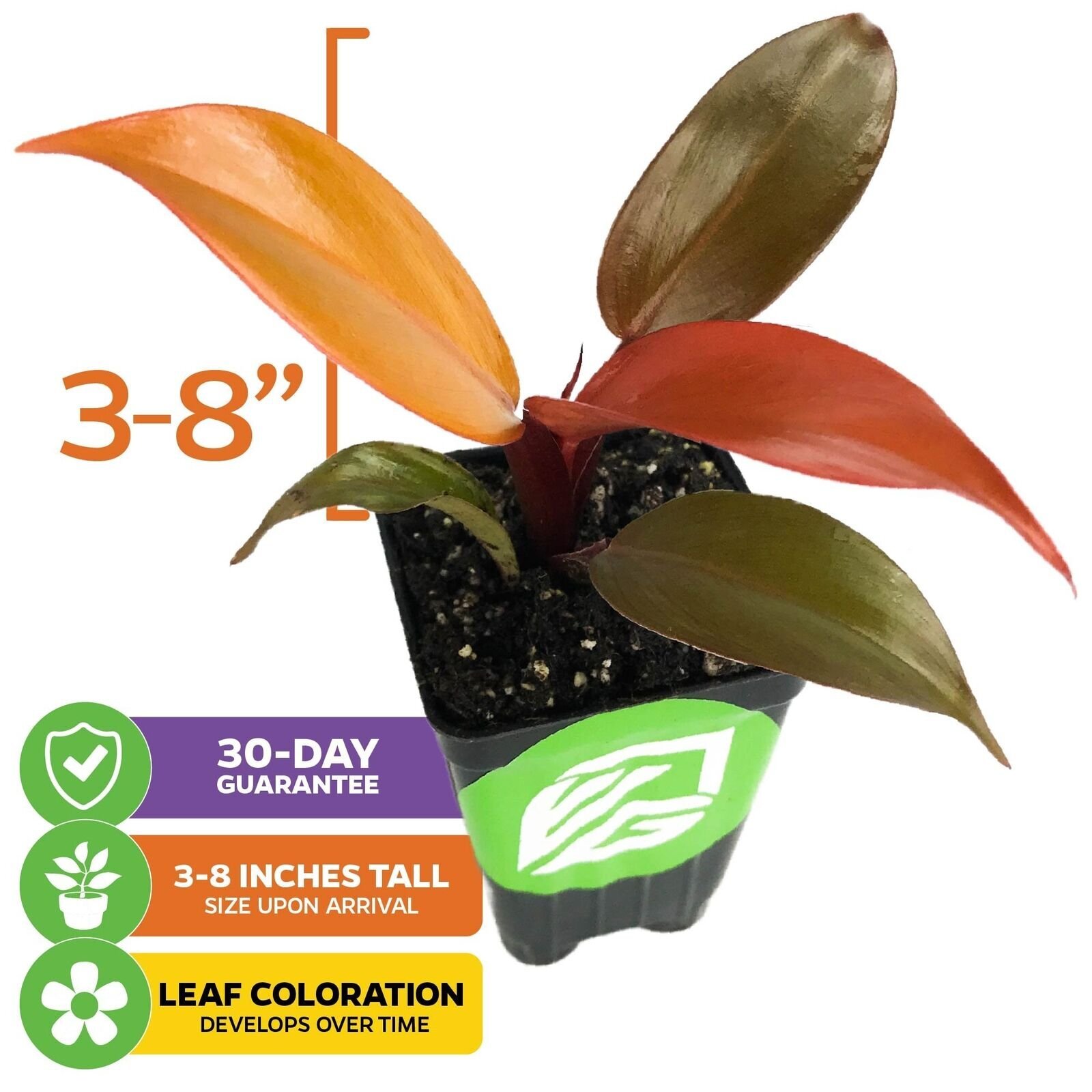 Philodendron Prince of Orange – Philodendron – Live Plant