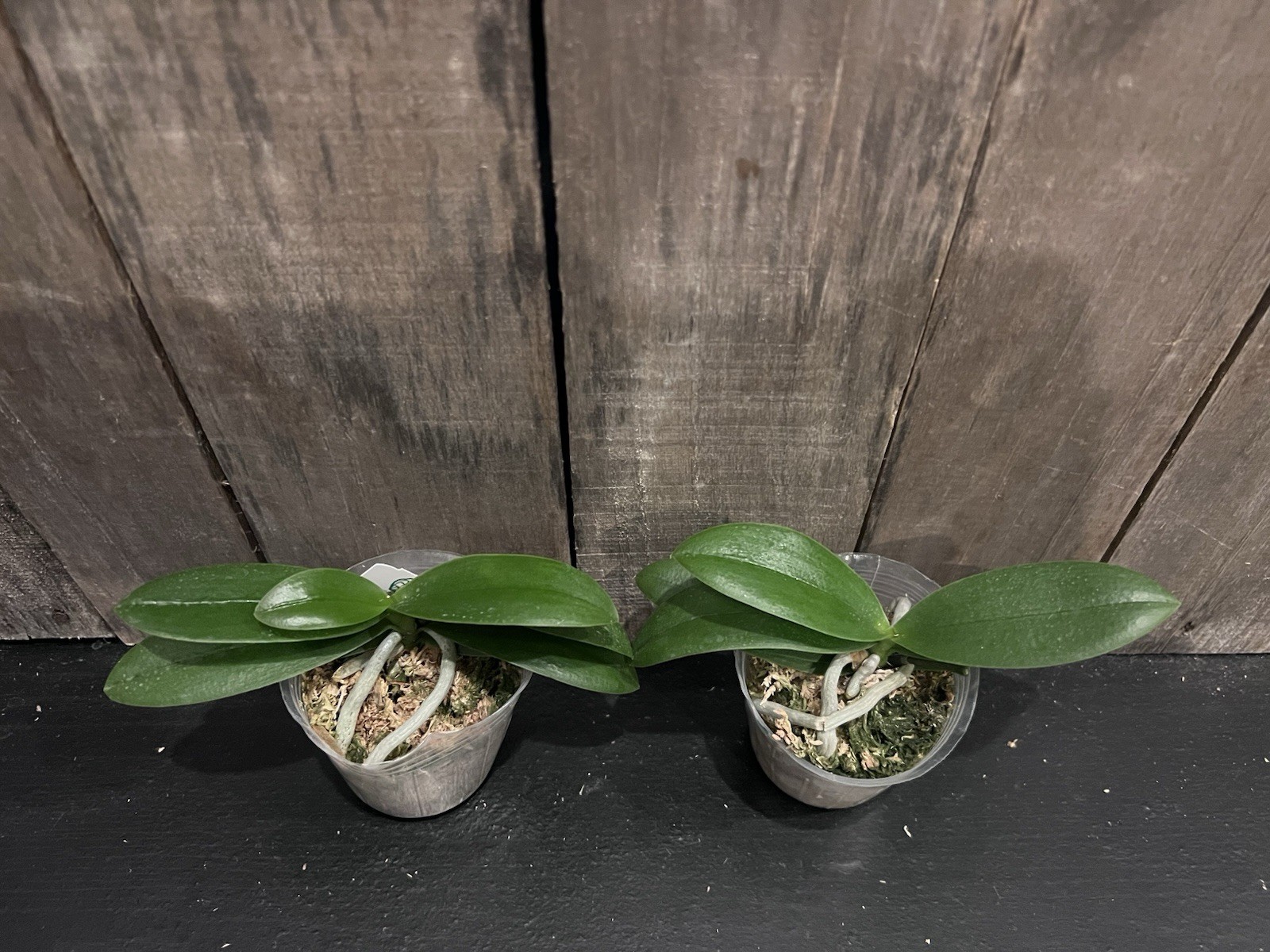 Phal. Yaphon Star Diamond ‘AN6601’, Blooming Size, FREE Shipping