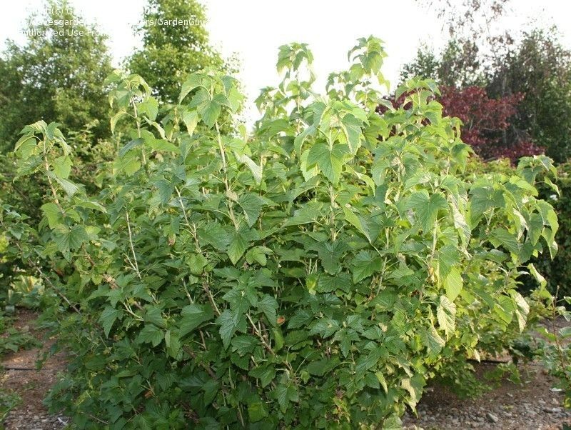 1 Consort black Currant live rooted starter plant, edible Shrub. Zones 4-8.