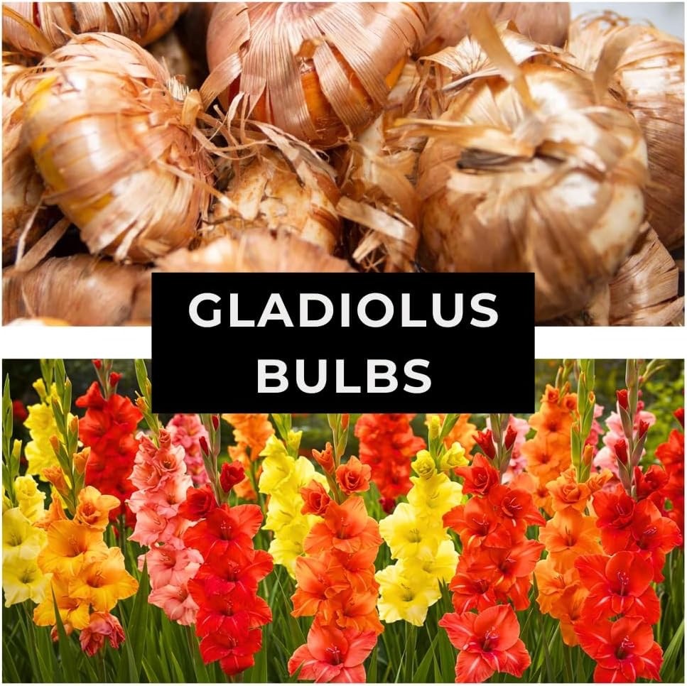 Hot & Spicy Gladiolus Bulb Mix – Bright and Vibrant Warm-Hued (5 Bulbs)