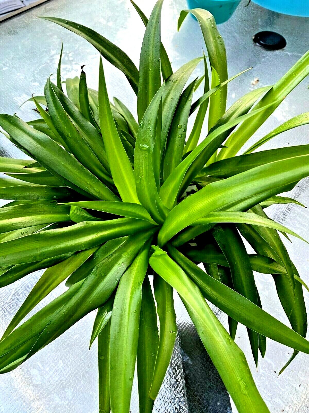 10 of air clear house plant rooted- spider plant all green bare rooted