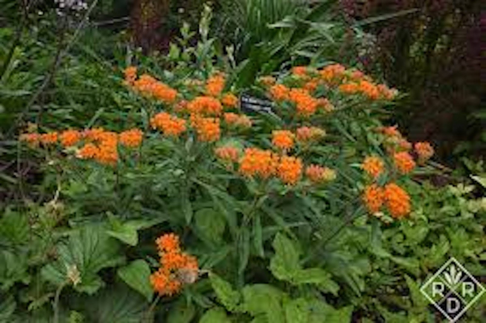 10 Butterfly Weed Plant Asclepias Tuberosa Milkweed Bare root Wildflower