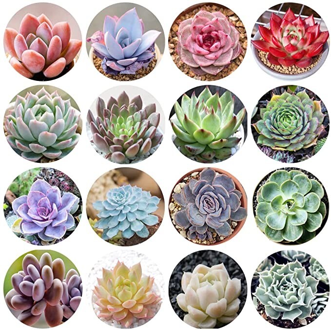 100pcs Mix Rare Succulent Seeds for Planting, DIY Bonsai Ornamental Plant