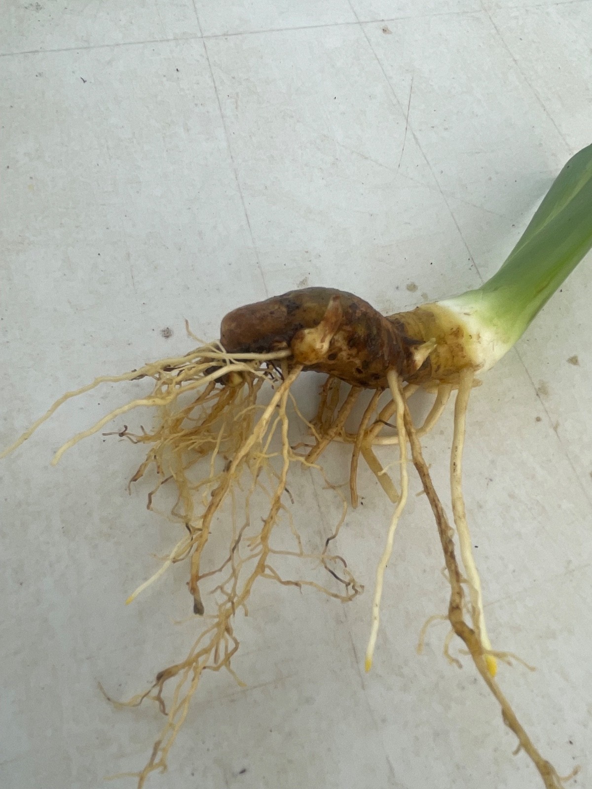 10 Fresh Dug Iris Rhizomes – Mixed Colors & Varieties