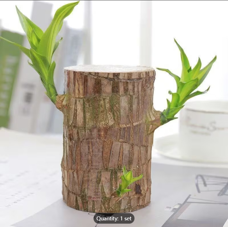 Live Brazilian Lucky Wood – Single Rooted Plant cutting – Indoor Houseplant