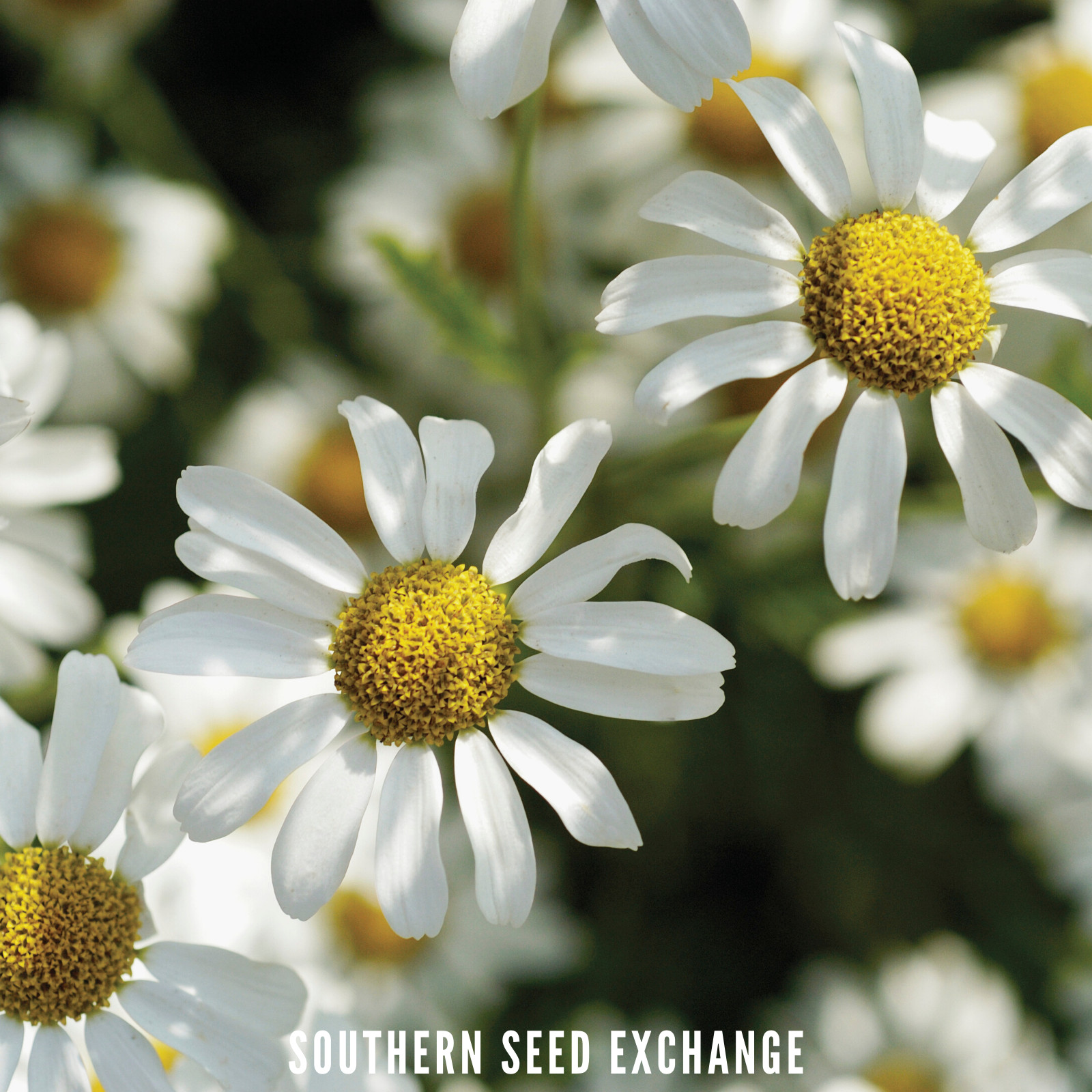 Chamomile, German – 200 Seeds – Medicinal Herb and Tea – GMO Free