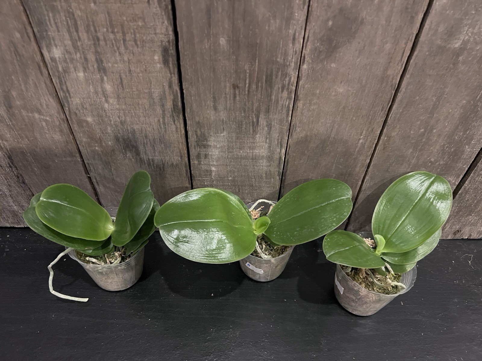 Phal. bellina var. coerulea × sib, Blooming Size, FREE Shipping