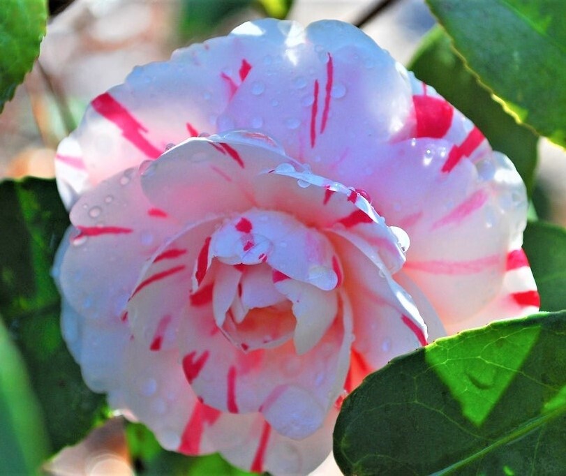 ( 1 ) – LA Peppermint Camellia Japonica – Starter Plant ( 4L ) ( 1 live plant )