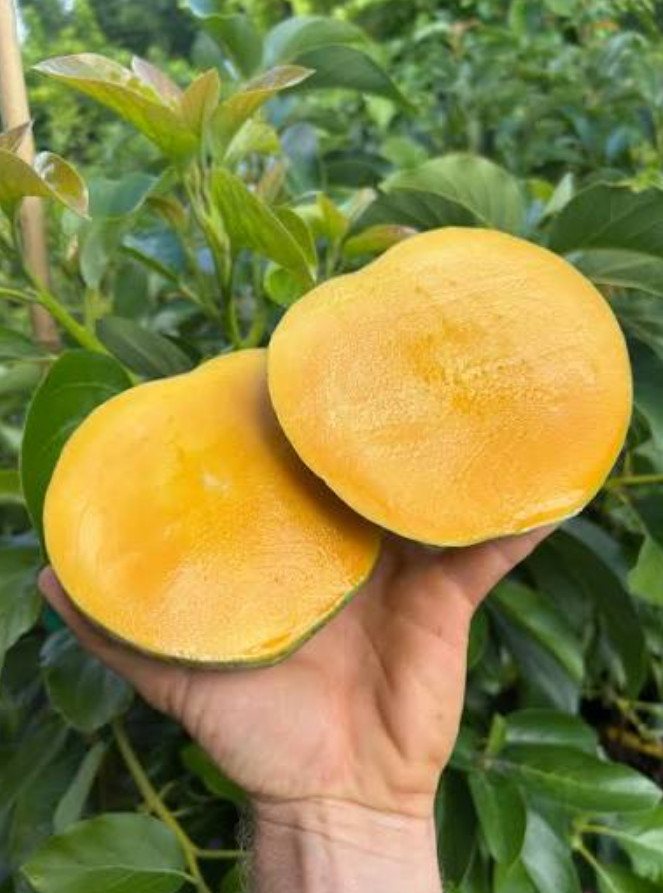 Live Venus Mango Tree – 3 Gal Pot – Grafted Tropical Fruit Tree – No Ship to CA