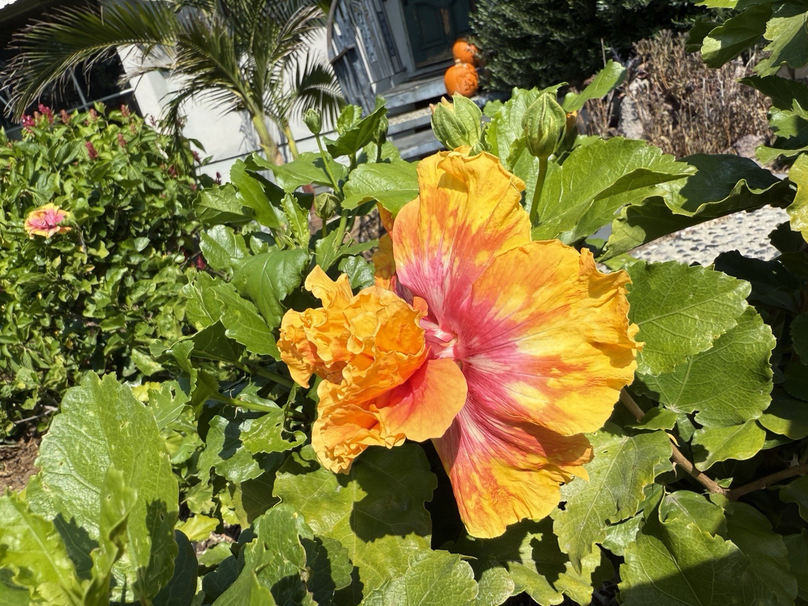 Tropical Hibiscus “Flamingo” – One (1) fresh Unrooted Cutting