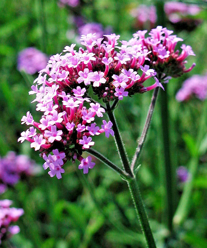 VERBENA BONARIENSIS, 250 SEEDS, TALL VERBENA, HARDY, PURPLE FLOWERS, EZ 2 GROW