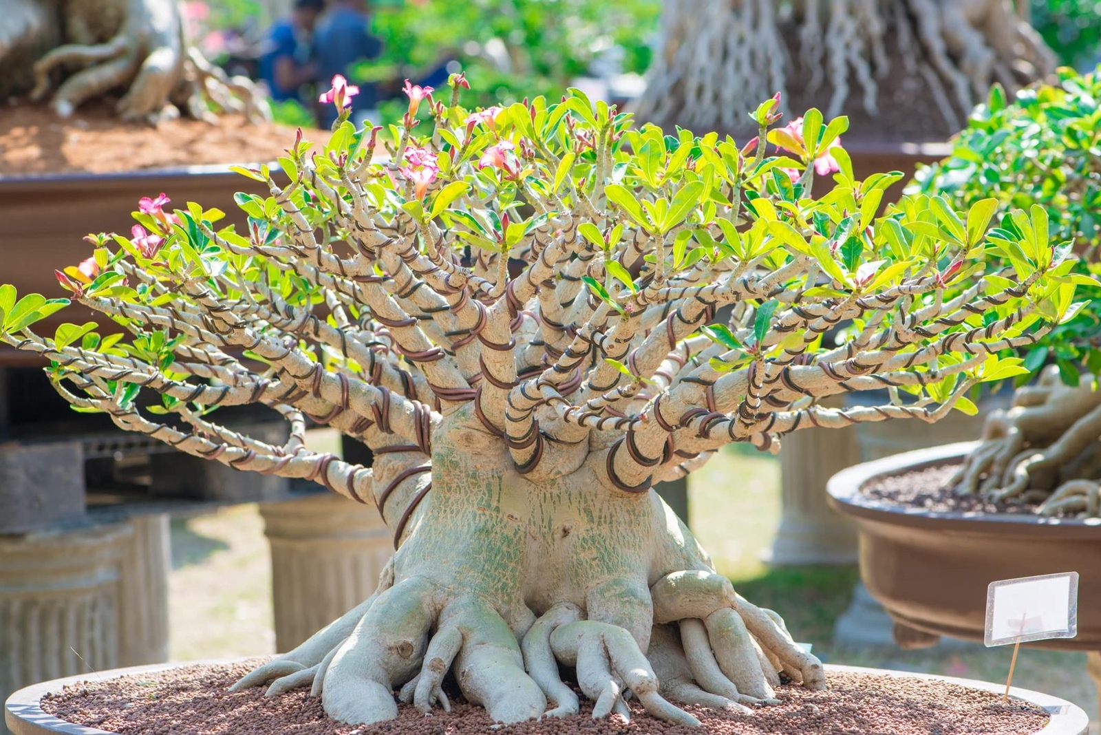 20 Rare Exotic Desert Rose (Adenium Obesum) Mixed Seeds – Grow Desert Rose Bonsa