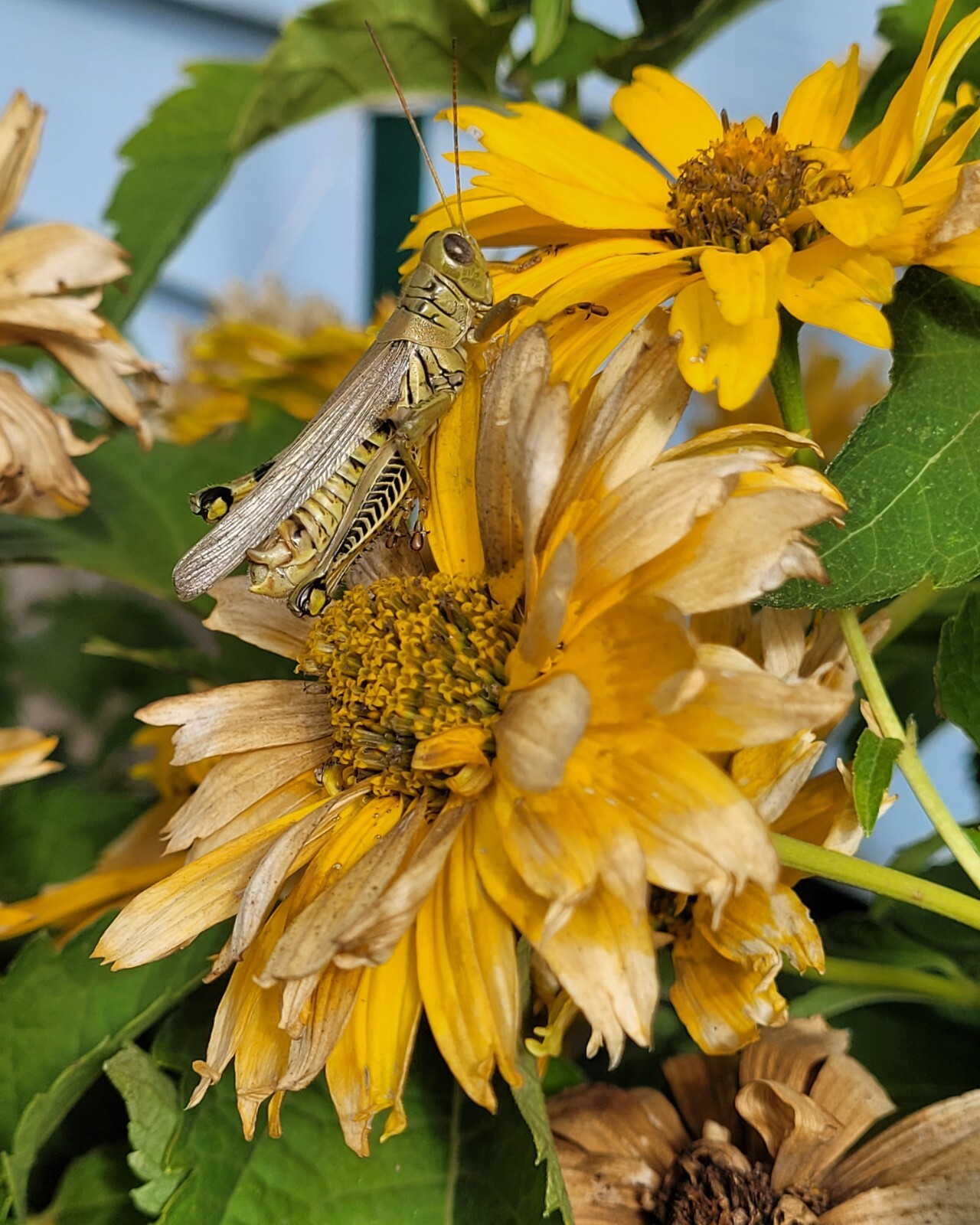 25 Seeds – Heliopsis helianthoides ‘Summer Sun’ Perennial in Zones 3 – 9