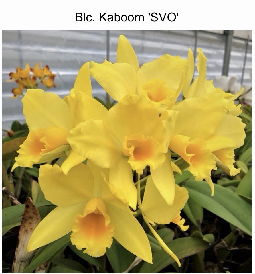 Blc. Kaboom ‘SVO’ x Love Sound ‘Dogashima’ AM-AOS in bud
