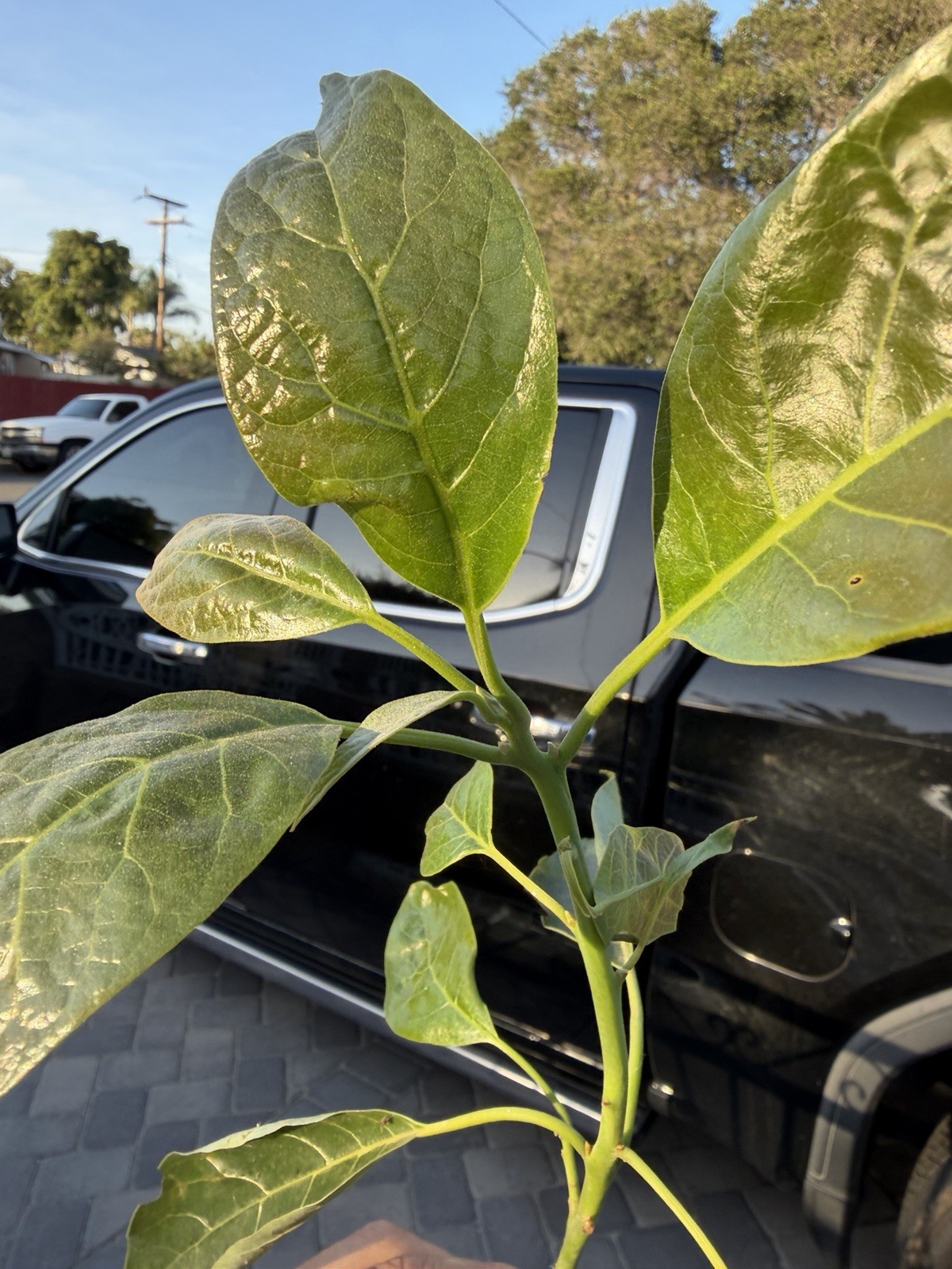 GRAFTED Jan Boyce Avocado Tree Seedling Broadleaf Green Live Plant